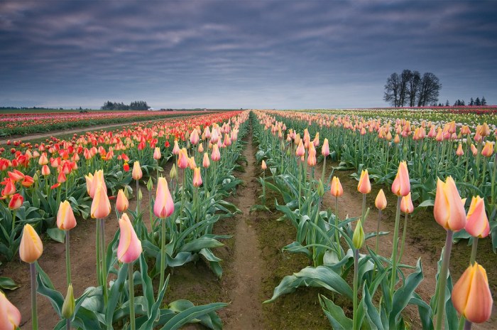 Tulip festival family