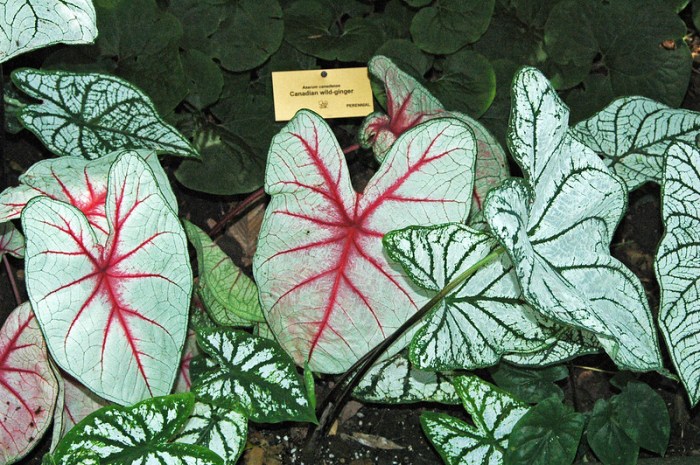 Caladium Festival 2024