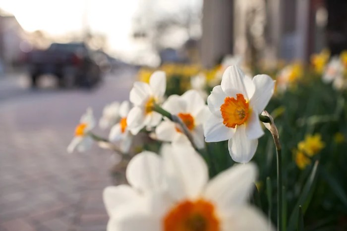 28th gloucester daffodil annual festival