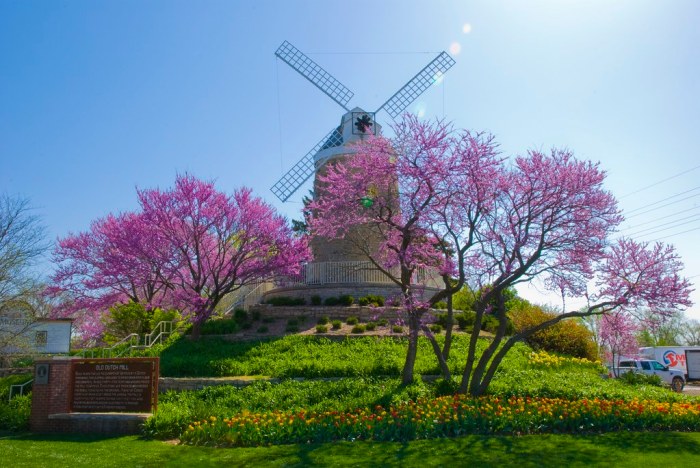 Wamego tulip festival kansas ks maybe ll call city