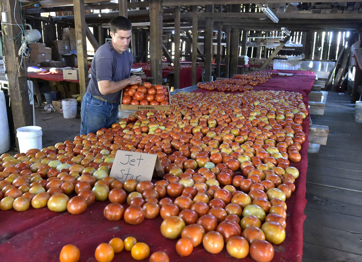 Washington Boro Tomato Festival 2024