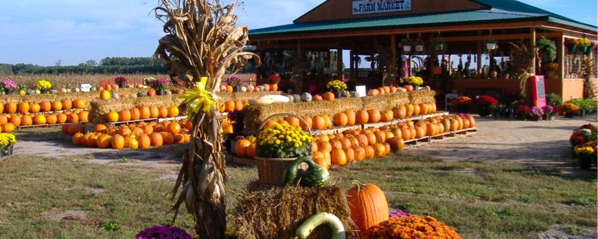 Fall Festivals In Maryland