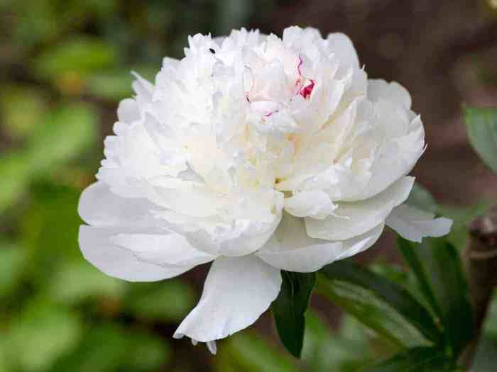 Maxima festiva peony