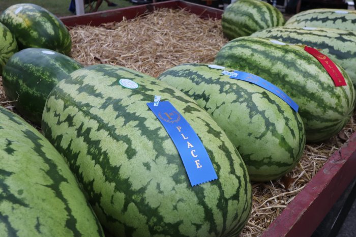 Cave city festivals arkansas watermelon 38th annual festival