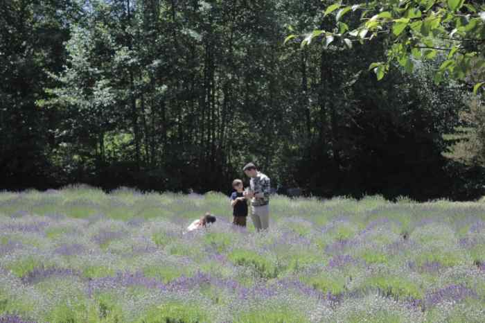 Lavender festival gardens botanic denver