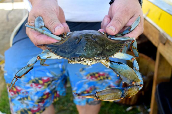 Annapolis Seafood Festival