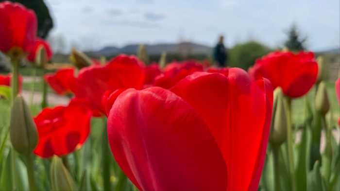 Tulip Festival Stockbridge Ga