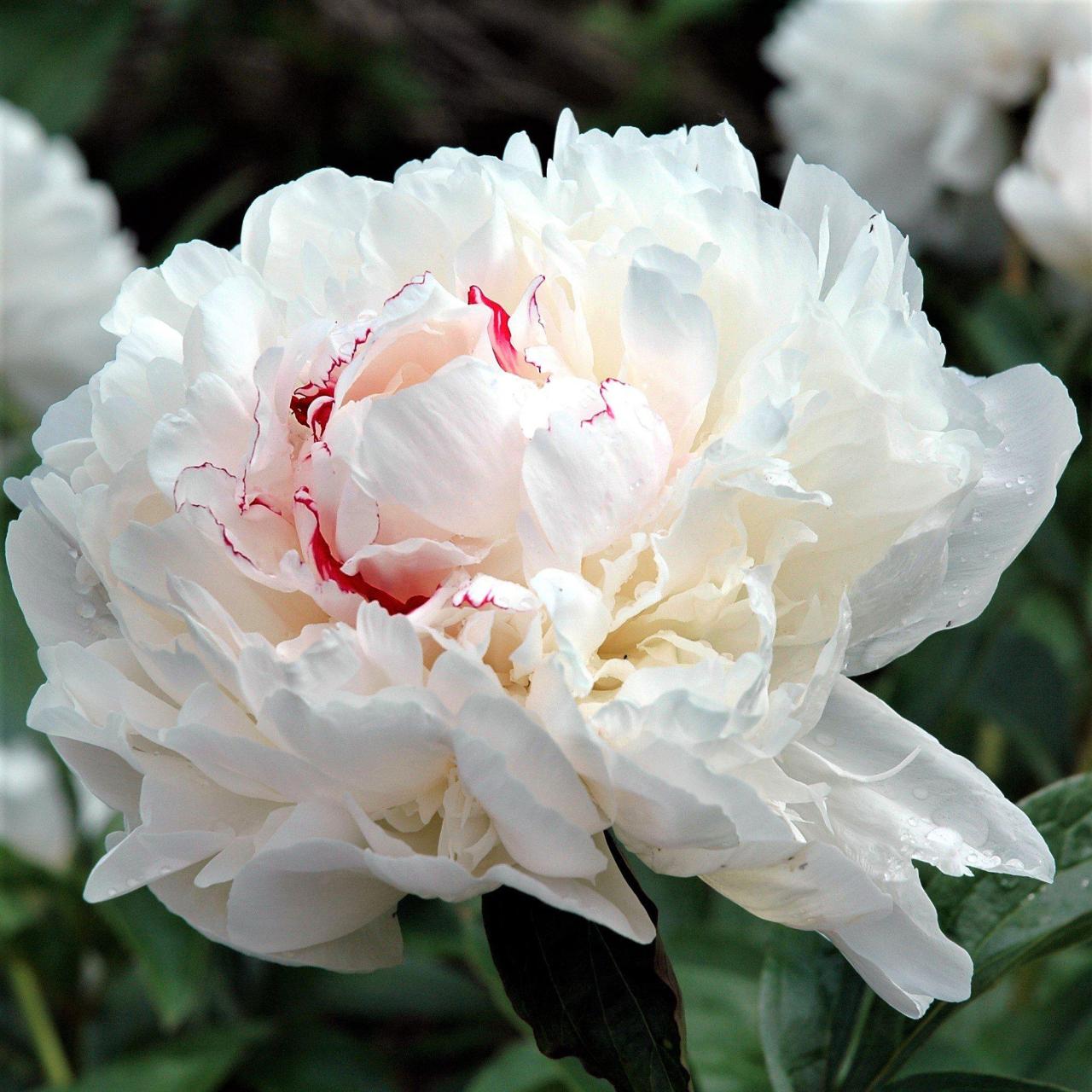 Paeonia Festiva Maxima