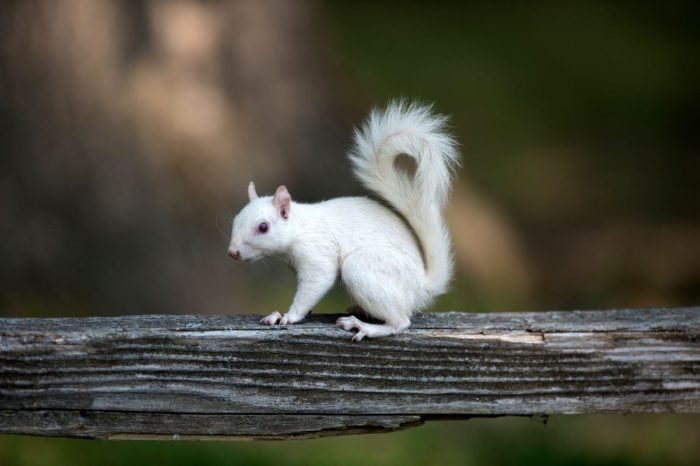 White Squirrel Festival Brevard Nc