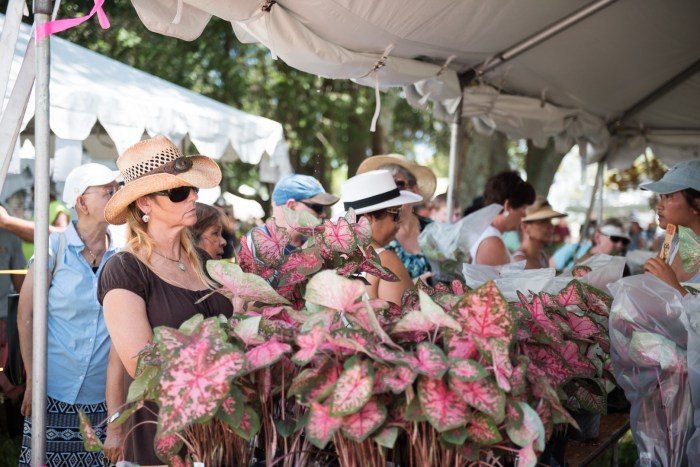 Caladium Festival