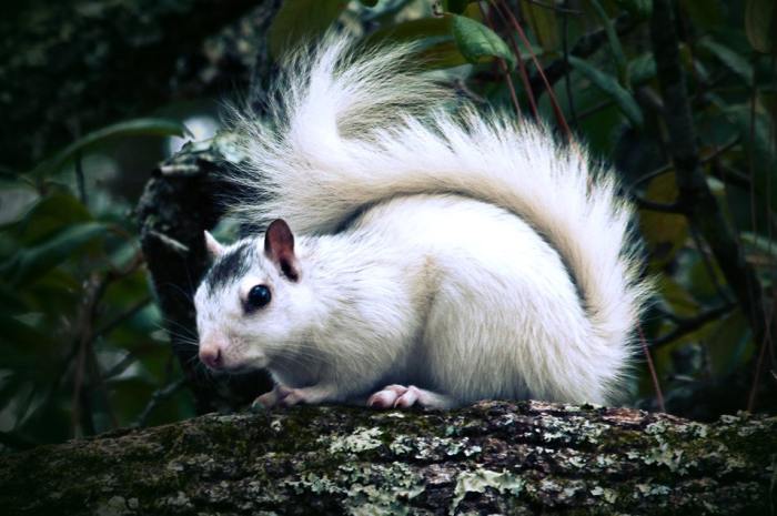 White Squirrel Festival Brevard