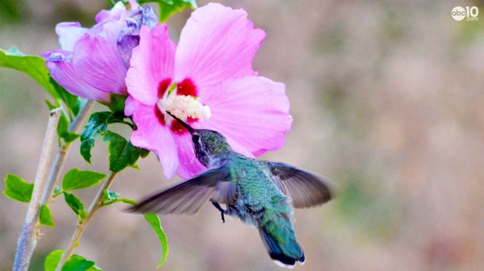 Rockport hummingbird migrate celebration down pixabay