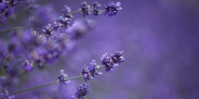 Lavender festival annual 11th valley coachellavalley highland springs