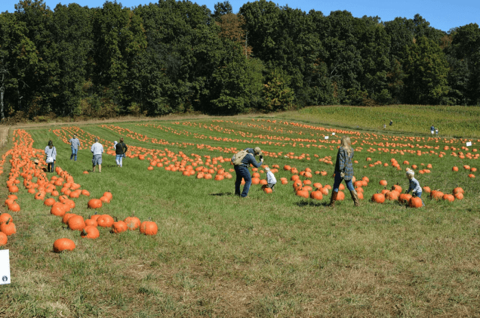 Freedom Farms Fall Festival