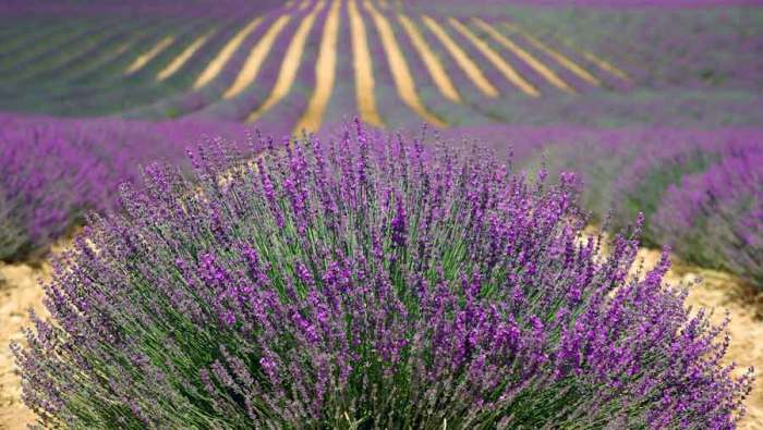 Lavender Festival Albuquerque