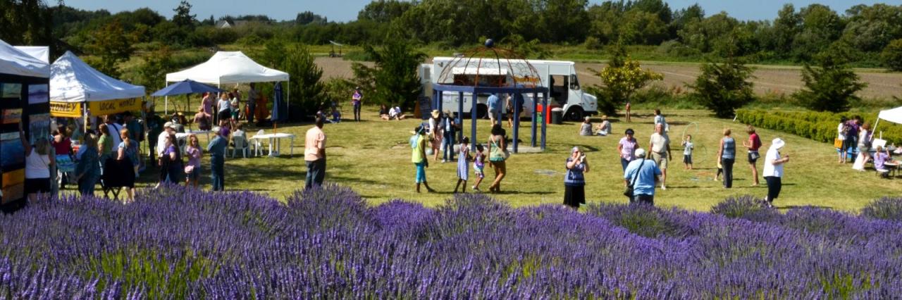 Lavender Festival Abq