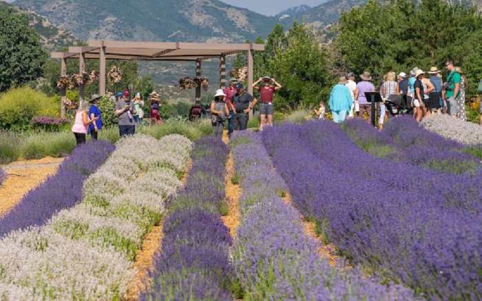 Lavender Festival Colorado