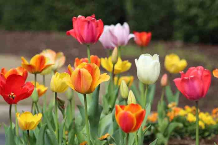 Tulip Festival Wamego Ks