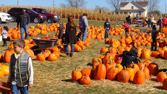 Pumpkin keene festival stock