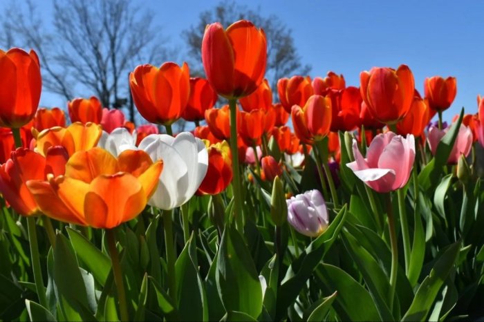 Tennessee Tulip Festival