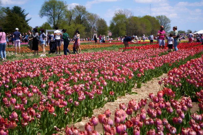 Richardson Farm Tulip Festival