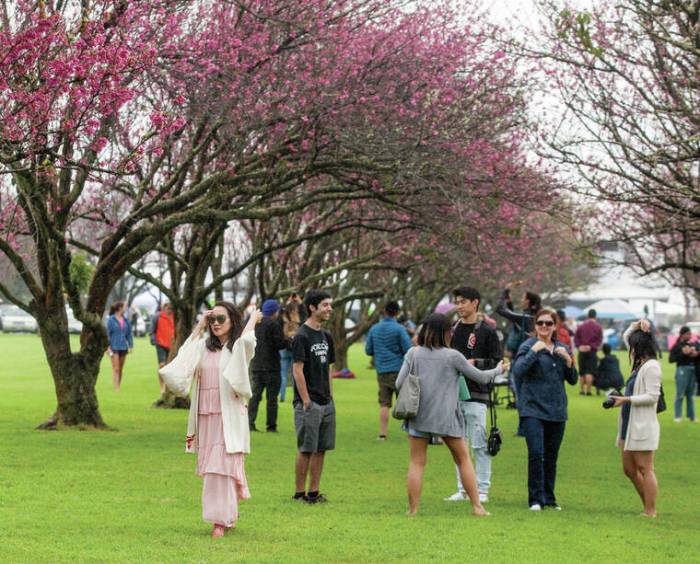 Cherry Blossom Festival Waimea